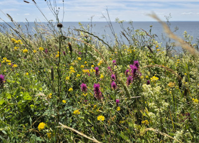 Foto: Landschaft auf Mönchgut'